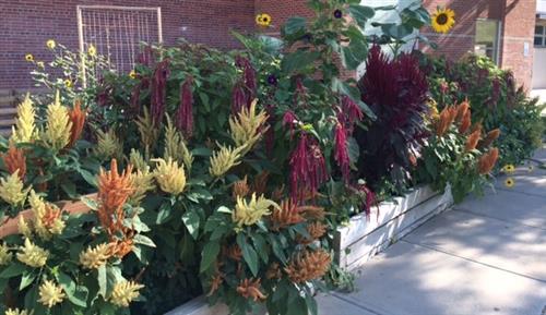 Multi color amaranth plants at the Manual Garden 